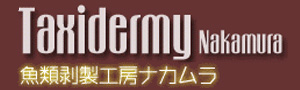 魚類剥製工房ナカムラ